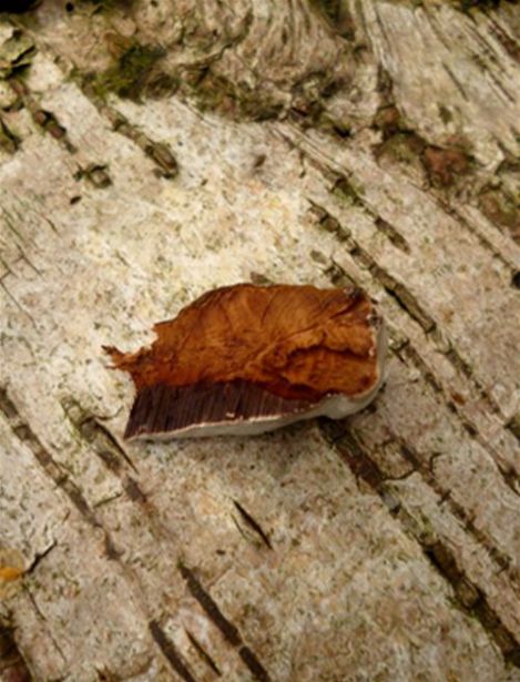 The lighter flesh colour when compared to Ganoderma australe.